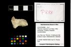 Foto (Objekt + Etikett) von Pithonoton marginatum (von Meyer, 1842)  (NHMW-GEO-2014-0194-0888)